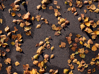 Dry yellow leaves on the asphalt in the sunny autumn.