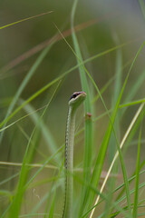 Painted bronzeback in the green grass