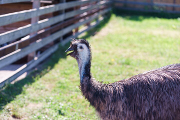 ostrich in the grass