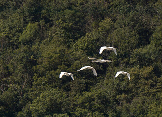 swans in the sky over the river