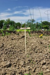 bed of vegetables with a stick designating corn