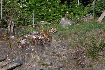 Fox family living by the railway tracks