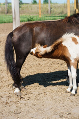 the foal drinks the horse's mother's milk