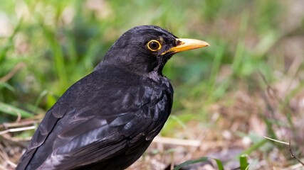 bird, natur, wild lebende tiere, tier, amsel, schnabel, black