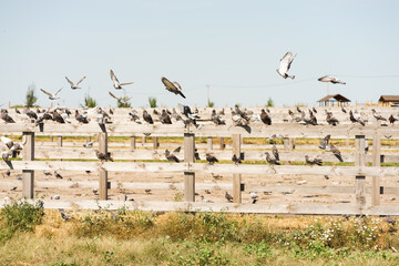 a flock of pigeons sits on a fence and flies up into the sky