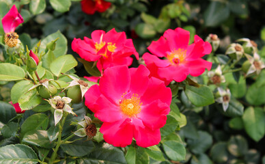 Colorful Thriving Pink Shrub Roses