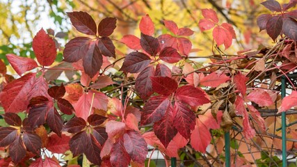 The amazing colors of the autumn, red green orange and pink leaves texture of climbing plant Parthenocissus quinquefolia outdoor. Natural color combination, warm colors of fall. Pattern for background