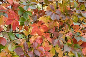 The amazing colors of the autumn, green yellow orange red purple leaves of the climbing plant Parthenocissus quinquefolia outdoor. Natural colorful fall pattern background, warm color combination.