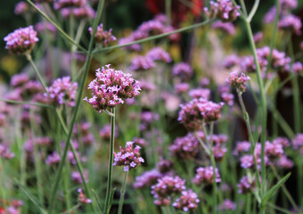 Obraz premium Blooming Purple Vervain