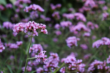 Obraz premium Flowering Purple Vervain