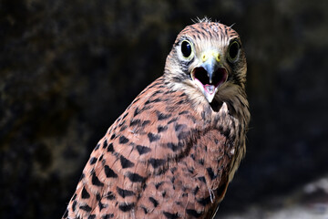 Falke Turmfalke