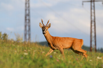Roe deer, capreolus capreolus during rutting season. Male on nice meadow with beautiful background