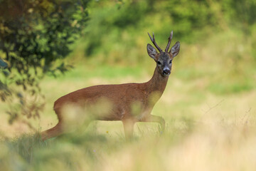 Naklejka na ściany i meble Roe deer, capreolus capreolus during rutting season. Male on nice meadow with beautiful background