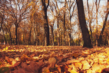 Photo from the ground of an autumn park with fallen leaves and a sunny sunset light
