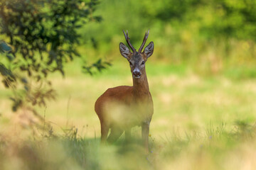 Roe deer, capreolus capreolus during rutting season. Male on nice meadow with beautiful background