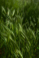 wall barley or false barley in the meadow