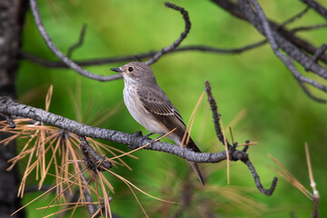 Muscicapa striata sit on tree
Spotted flycatcher sit on branch Volgograd region, Russia.