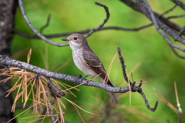 Fototapeta premium Muscicapa striata sit on tree Spotted flycatcher sit on branch Volgograd region, Russia.