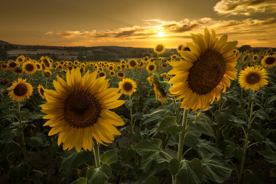 Sunflowers field at sunset in Coriano, near Riccione, Italy