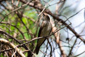 Muscicapa striata sit on tree
Spotted flycatcher sit on branch Volgograd region, Russia.
