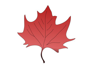 Fototapeta premium Red Maple Leaf isolated on white