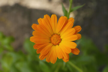 Beautiful blooming calendula flower outdoors, closeup view