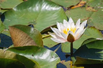 White water lily blooming