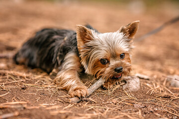 A Yorkshire Terrier puppy is lying in the forest and gnawing on a stick