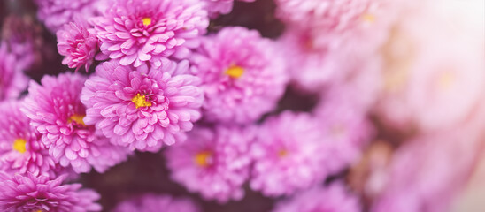 Beautiful bush of the violet chrysanthemums in the garden