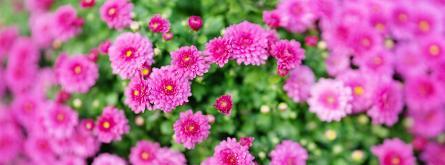 Obraz premium Beautiful bush of the violet chrysanthemums in the garden
