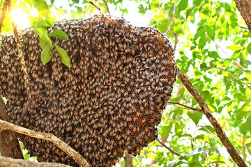 bee honeycomb on tree nature