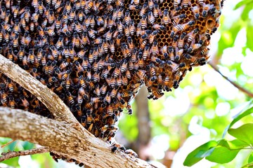 natural bees honeycomb on a green branch in the forest