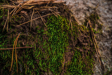 Moss on the rocks in the wild forest
