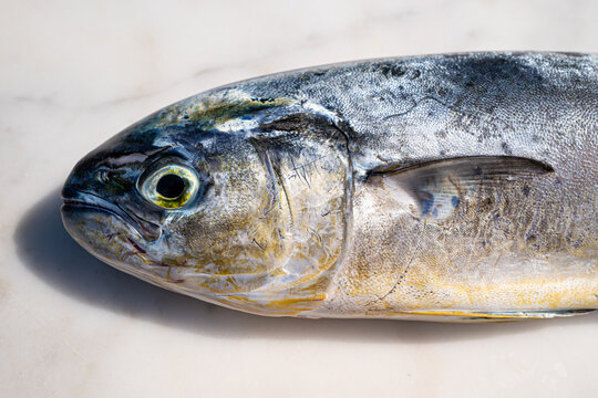 Mediterranean fish Capone - Lampuga "Coryphaenna hippurus"