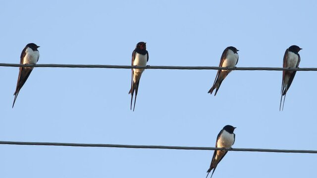barn swallows sing on the wire