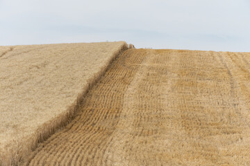 Freshly harvested half of wheat field