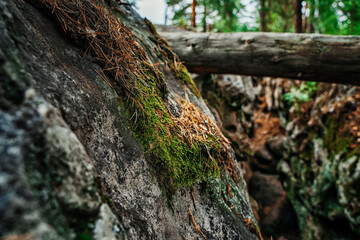 Moss on the rocks in the wild forest