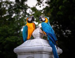 Colorful two Blue and Gold Macaw Parrots standing on column perch.