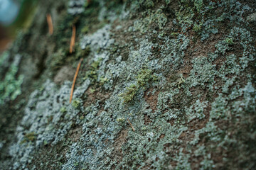 Moss on the rocks in the wild forest