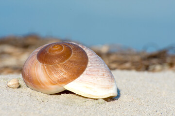 Beautiful shell of a sea mollusk. Spiral curls of a seashell close up.