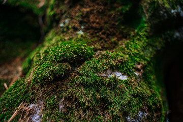 Fototapeta premium Moss on the rocks in the wild forest