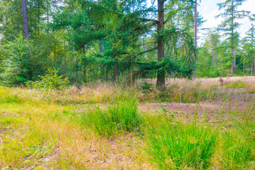 Path in a sunlit green forest in bright sunlight in summer, Baarn, Lage Vuursche, Utrecht, The Netherlands, August 15, 2021