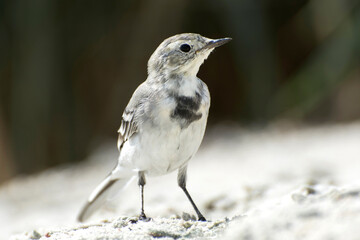 Juvenile White wagtail (Motacilla alba), young bird walking on sandland in South Ukraine.