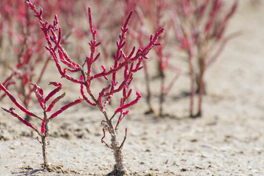 Red samphire or salicornia plants.