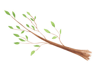 Watercolor branch of a tree with green leaves isolated on a white background. hand-drawn forest object.  Cute plant illustration. Herbal clipart.