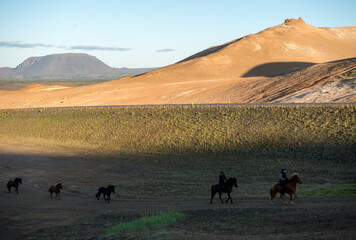  Icelandic horse in the field of scenic nature landscape of Iceland. The Icelandic horse is a breed of horse locally developed in Iceland a