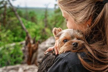 Naklejka premium A girl holds a Yorkshire Terrier puppy