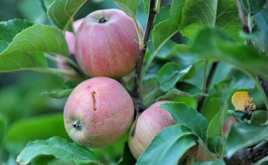 Apples damaged by hail storm