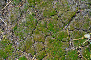 Moss on the rocks in the wild forest