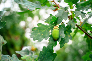 Acorns on an oak branch